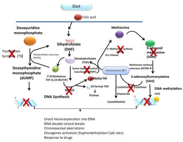 What's the Big Deal About Methylation?! Update of the Popular MTHFR Blog Post...