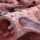 Bartonella Treatment